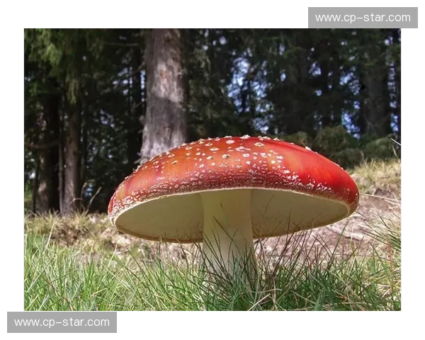 深入探索伐木英雄成长历程与森林守护使命的奇幻冒险传奇故事篇章